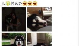 娱乐狗子10月爆料新闻